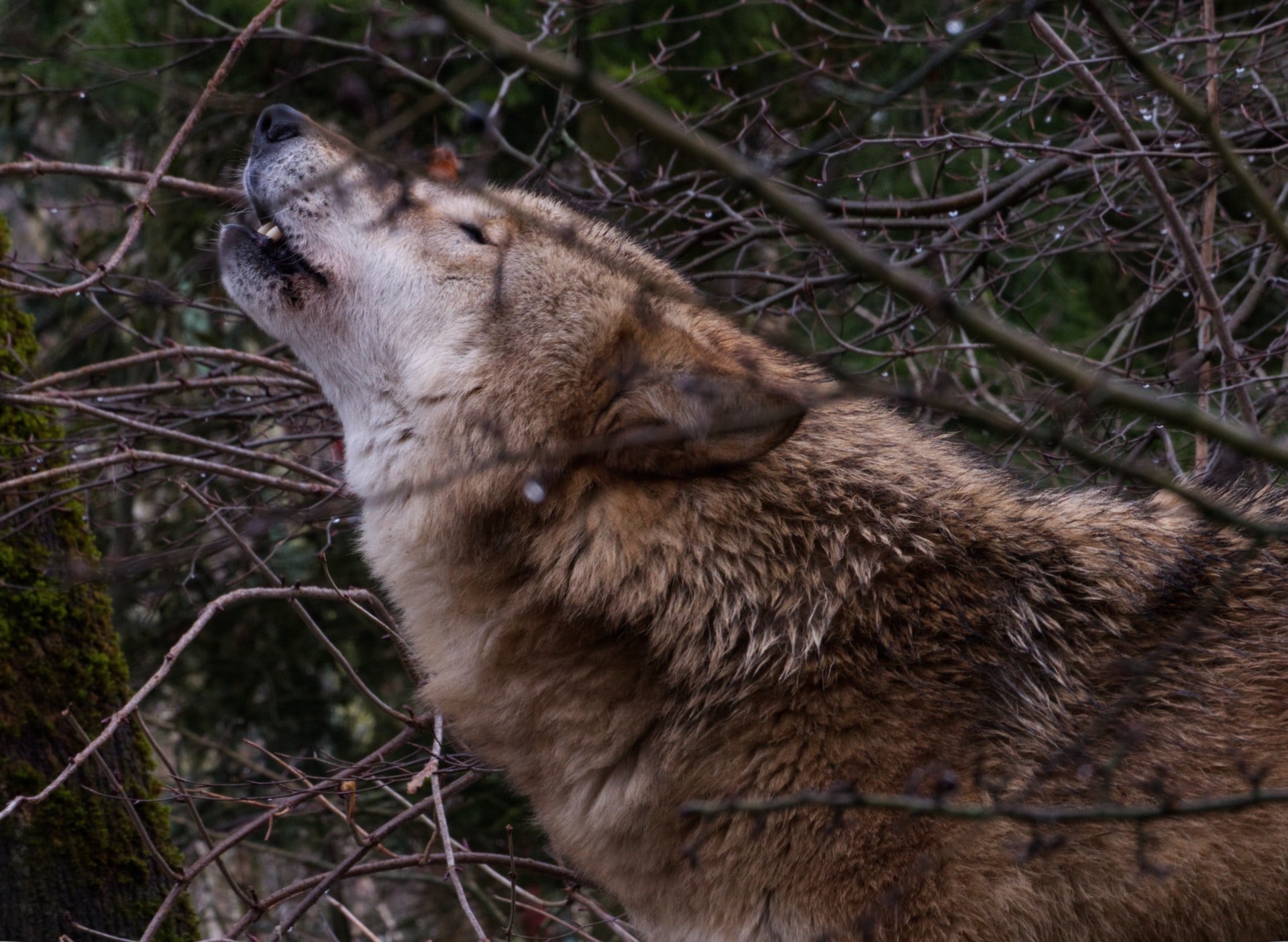 Junger Wolf im Tessiner Bleniotal geschossen