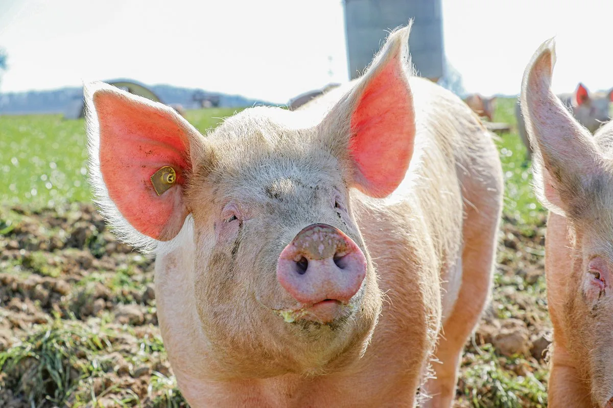 bfd5de476b62de41f55a21e0e9a7bee62f527727 Die Branche will das Schweizer Schweinefleisch noch besser ausloben.(Bild BauZ)