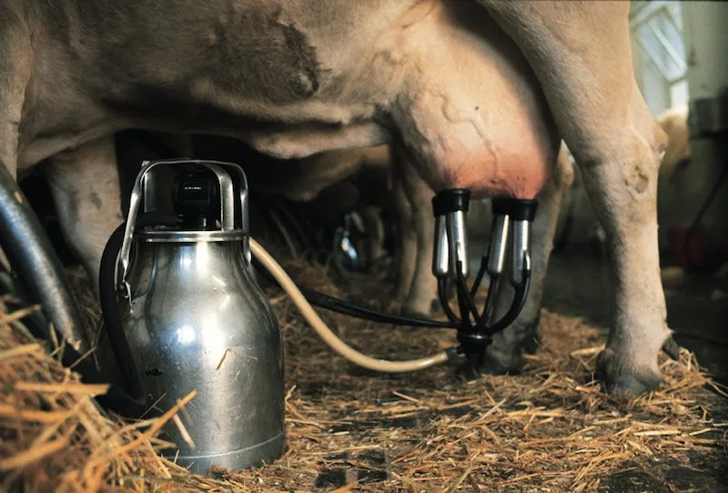 d5bb20cf895e1573314f996866aeddbca57c093a Milch sei in der Schweiz standortgerecht und im europäischen Umfeld am wettbewerbsfähigsten, heisst es beim SMP. (Bild SMP)
