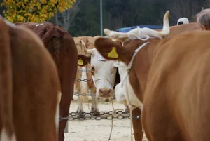 Ohne ausländische Genetik wären einheimische Rassen wie die Simmentaler ausgestorben, weil sie nicht mehr passten, so Viehzuchtexperte Peter Fankhauser. (Bild BauZ)