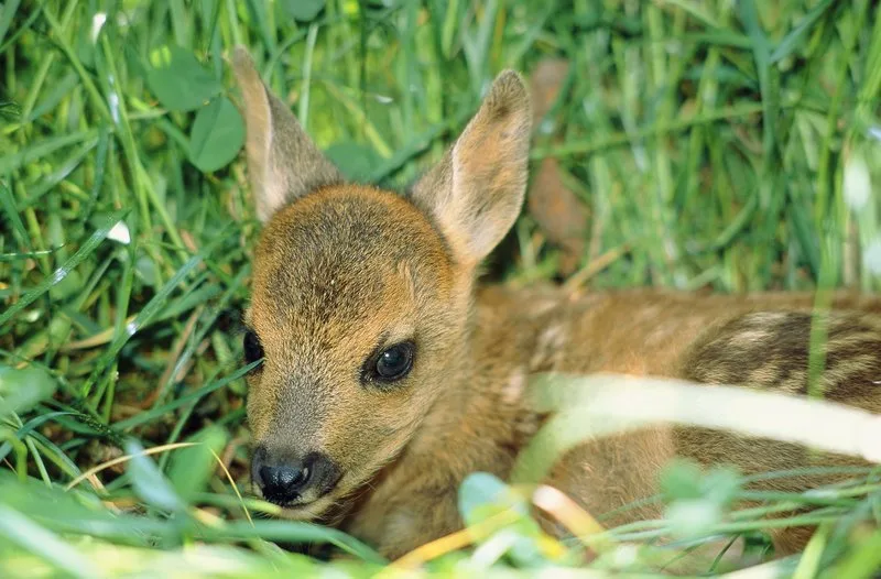 48951734a78c9133d288041bcad07ce6486d4b34 Der 35-jährige Landwirt trug die toten Tiere zum Wald. (Symbolbild Fotolia)