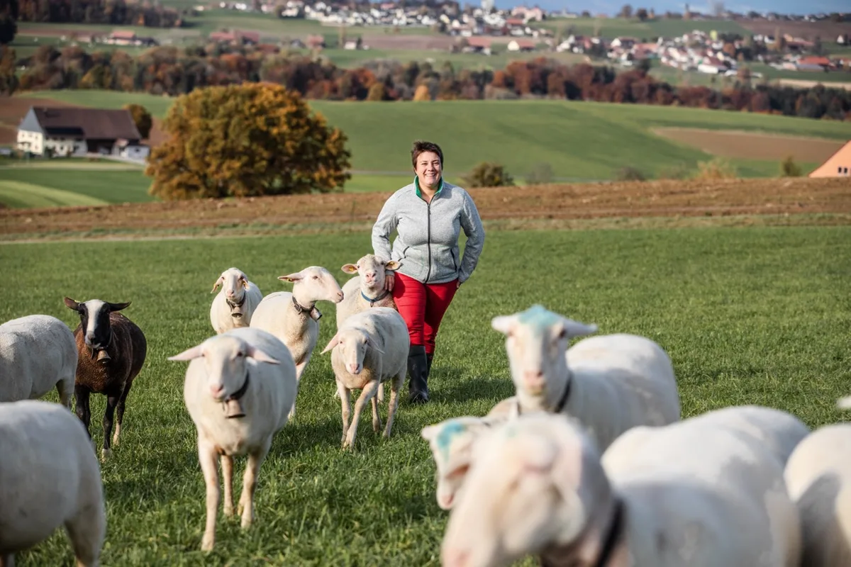 4a6b2496fa9e45ca446385af96047e66c9adef16 Landwirtin Nathalie Genoud bei den Jungschafen. Sie ist voll und ganz zufrieden mit ihrem neuen Betriebszweig. Bild: Pia Neuenschwander