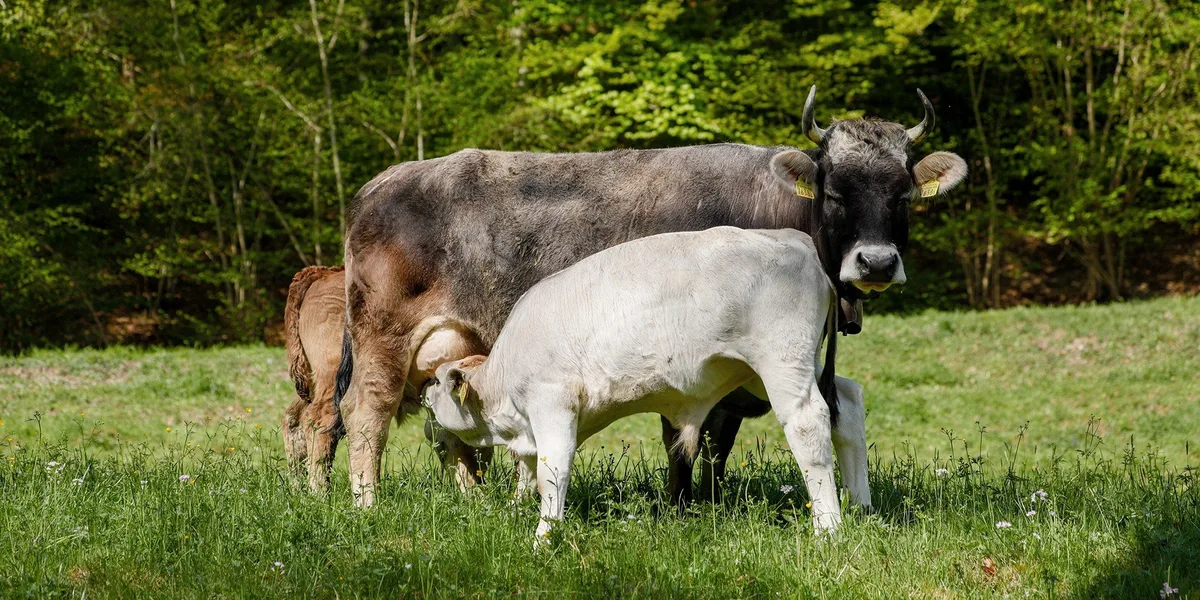 Bild_Pro_Natura «Zu hohe Tierbestände»: Pro Natura sagt Ja zur Massentierhaltungs-Initiative
