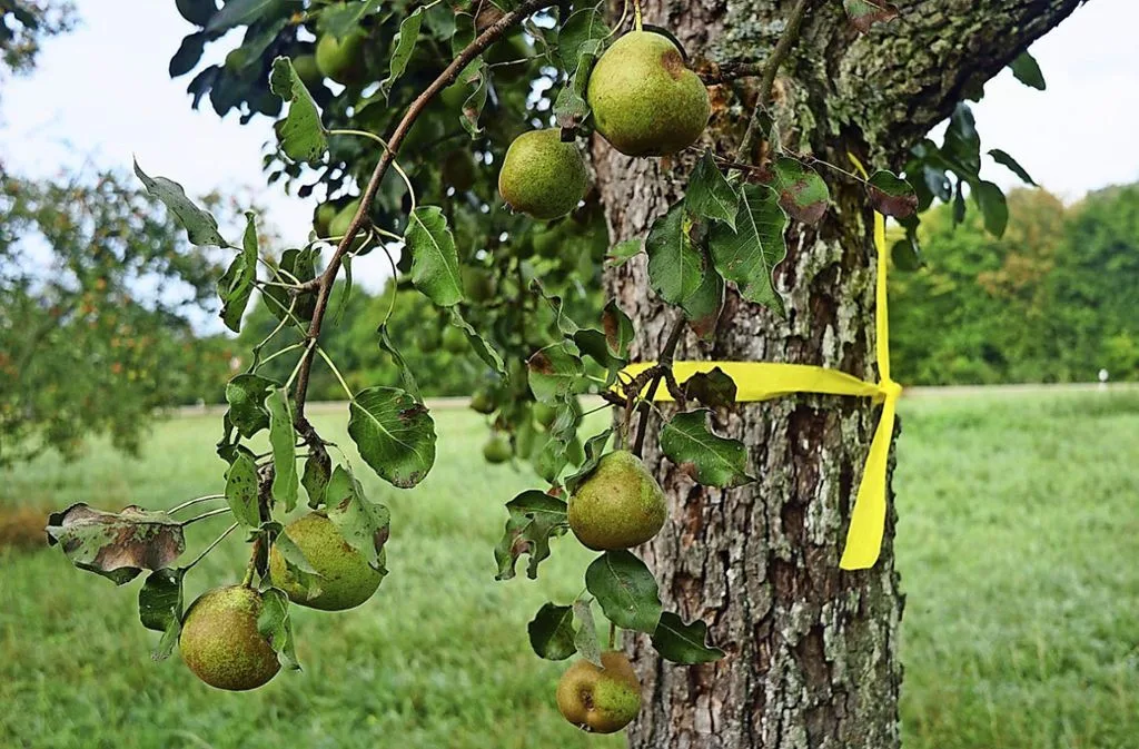 b71f4821288c0cd0176a5910888545f178b72688 Markierung mit gelben Band soll Passanten einladen, Obst abzulesen (Bild Esslinger Zeitung)