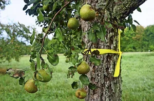 Markierung mit gelben Band soll Passanten einladen, Obst abzulesen (Bild Esslinger Zeitung)