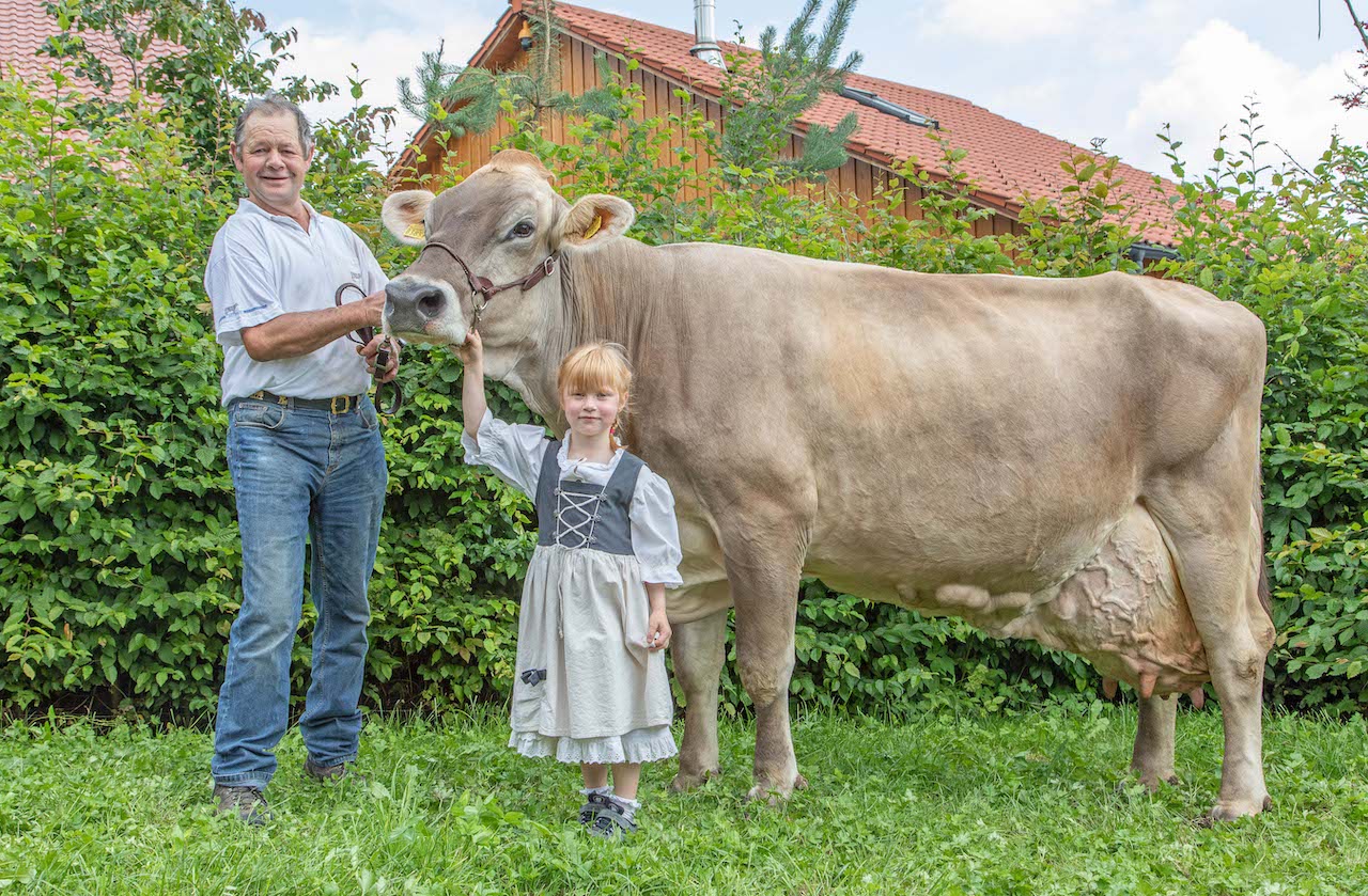 Das sind die Braunvieh-Kühe mit den besten Werten 2023