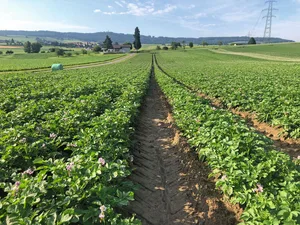 Hier steht die robuste Sorte Acoustic bei der Betriebsgemeinschaft Löhr in Seedorf. Rechts daneben wurde ein Streifen der robusten Sorte Twinner angebaut. Bei den robusten Sorten reicht ein Drittel der Fungizidspritzungen aus.