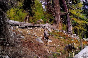 Die Wolfspopulation in der Schweiz stieg von Jahr zu Jahr exponentiell an. Auch mit der revidierten Jagdverordnung wird der Wolf eine geschützte Art bleiben.