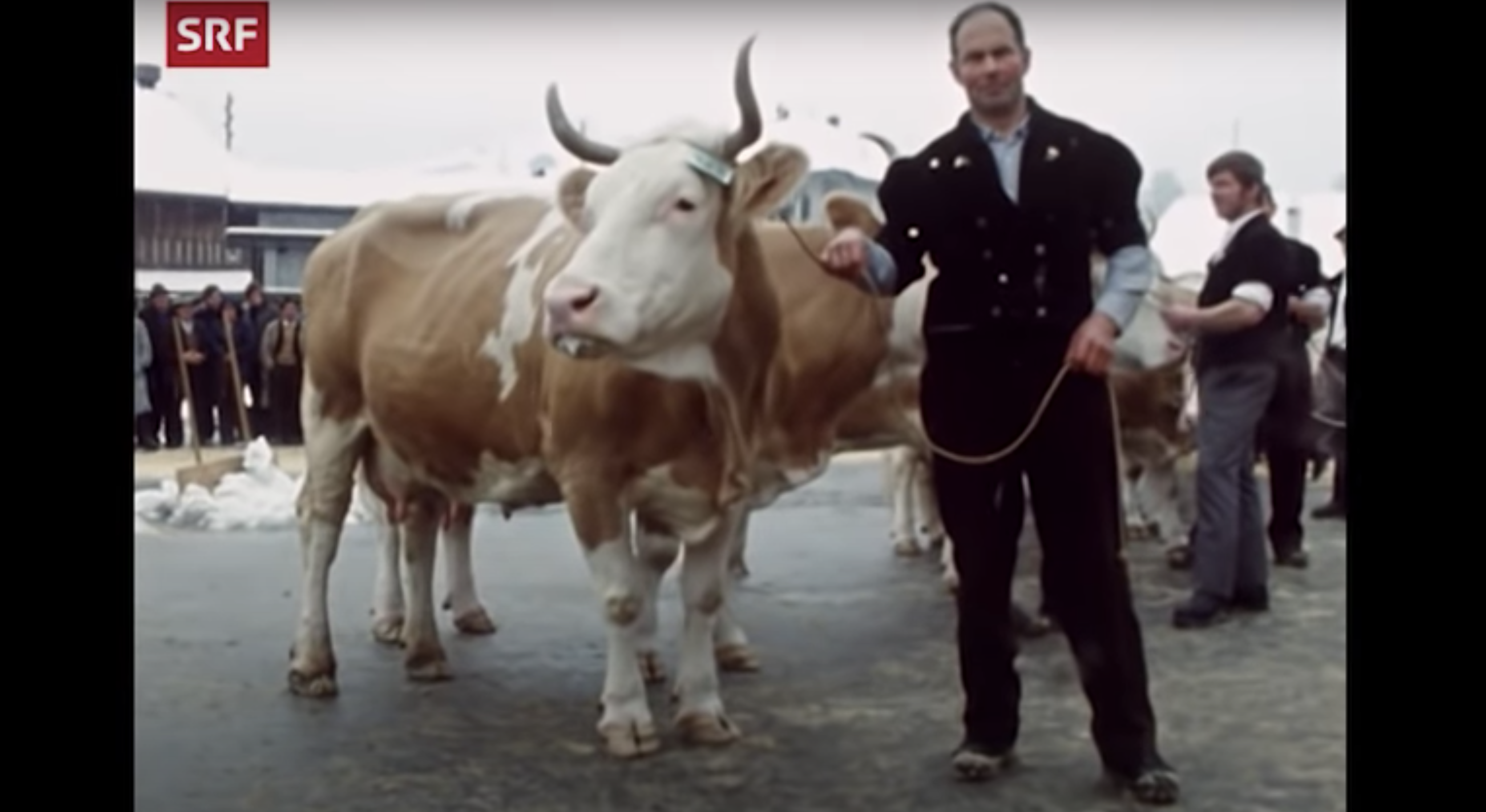 So schöne Simmentaler-Kühe wurden vor 46 Jahren vorgeführt