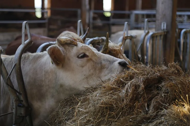 Ab 2022 soll Bio-Milch wegen Mehrkosten teurer werden