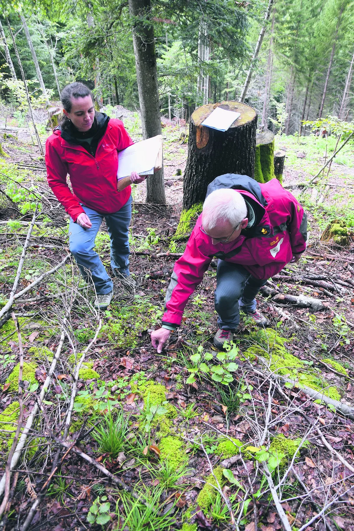 Hirsch und Reh setzen dem Berner Wald zu – ein Augenschein vor Ort