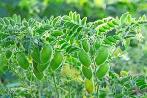 Die Ernährungs-Initiative will die Produktion pflanzlicher Lebensmittel fördern und die inländische Produktion stärken.