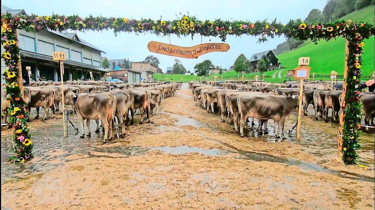 Die Wetterbedingungen in Wildhaus waren nicht optimal, doch auf dem Schauplatz liess man sich die Laune nicht verderben.
