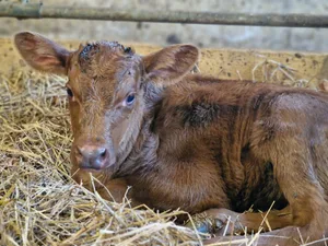 Aufatmen auch für dieses Kalb. Die zwei EHD-Fälle erwiesen sich als Fehlalarm.