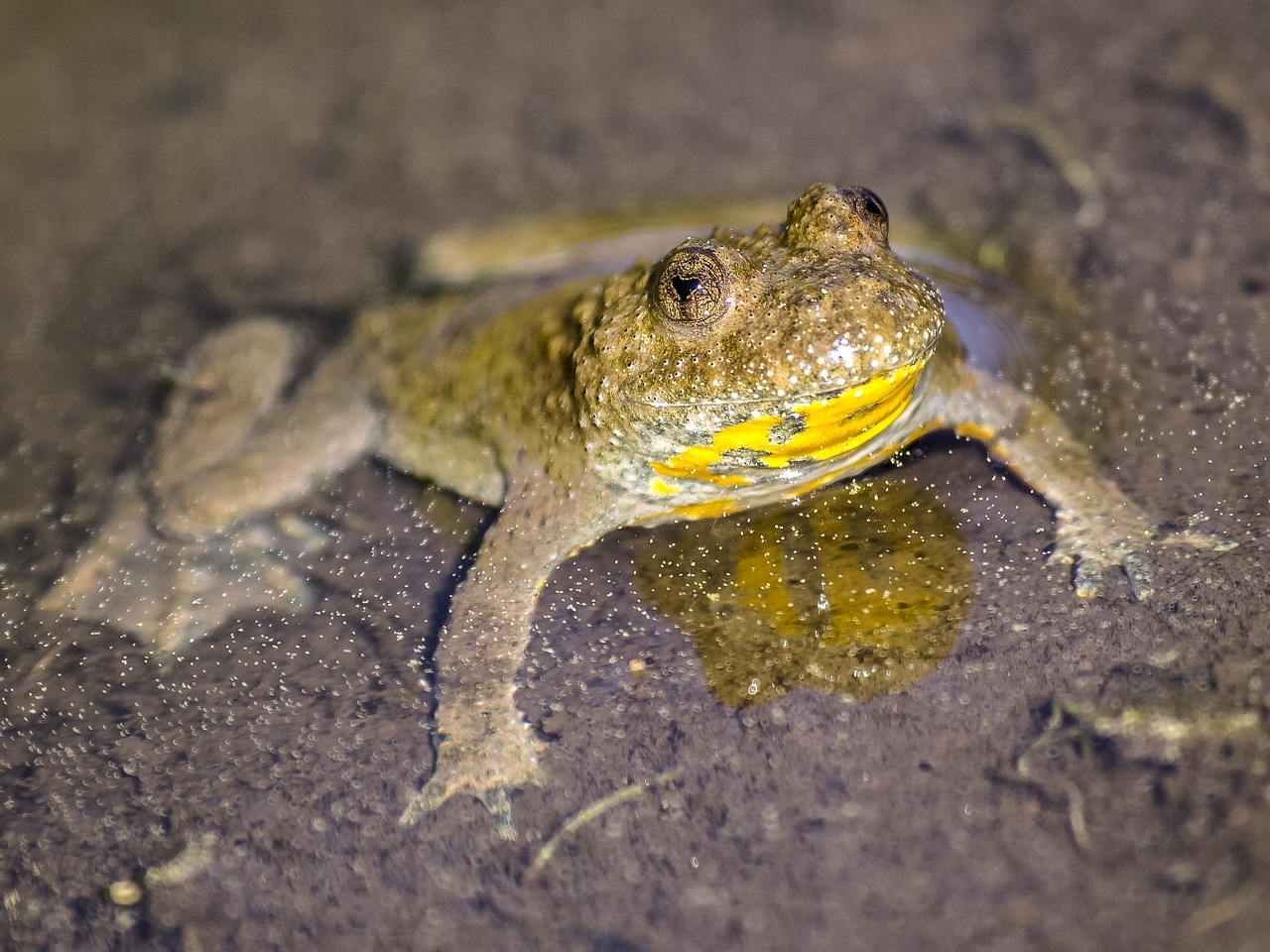 Die Gelbbauchunke benötigt flache, kleine Laichgewässer, wo sich das Wasser schnell erwärmt. (Bild Kathy2408/Pixabay)