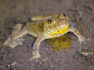 Die Gelbbauchunke benötigt flache, kleine Laichgewässer, wo sich das Wasser schnell erwärmt. (Bild Kathy2408/Pixabay)