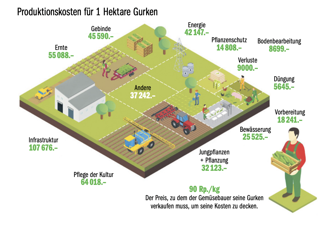 So viel kostet die Produktion einer Hektare Gurken