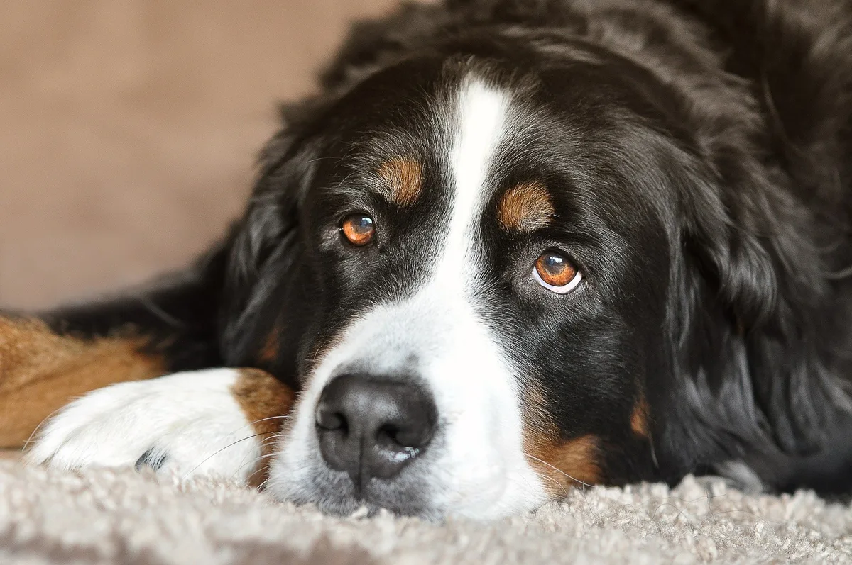 Hunde haben dunklere Augen als Wölfe