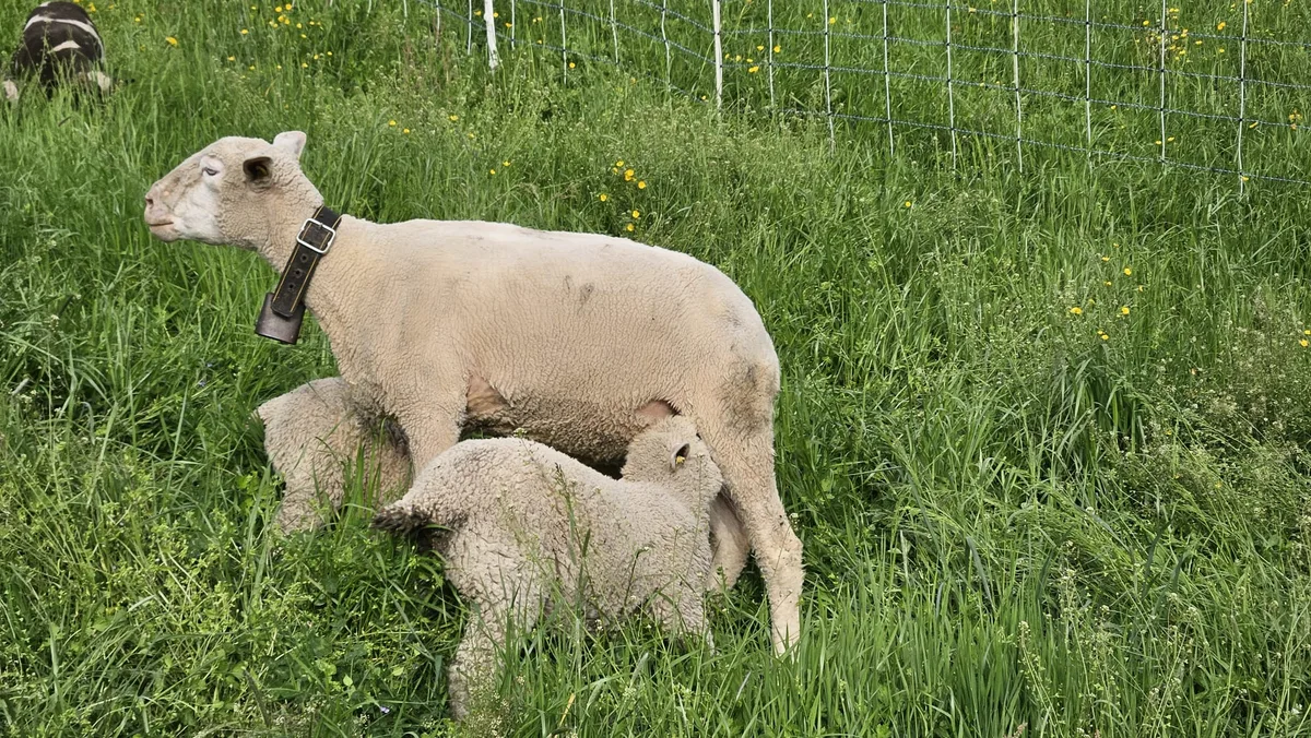Gute BVD-Situation in den Urkantonen