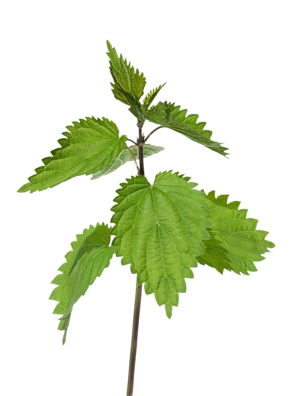 b7739fde9c962023944aff4a84922c65 Brennnessel – Grosse Brennessel Urtica dioica L. – Die Blätter der Brennnessel bewirken bei innerer Anwendung einen leicht harntreibenden Effekt. Man kann damit zum Beispiel eine Kräutermischung gegen Nachgeburtsverhalten herstellen.