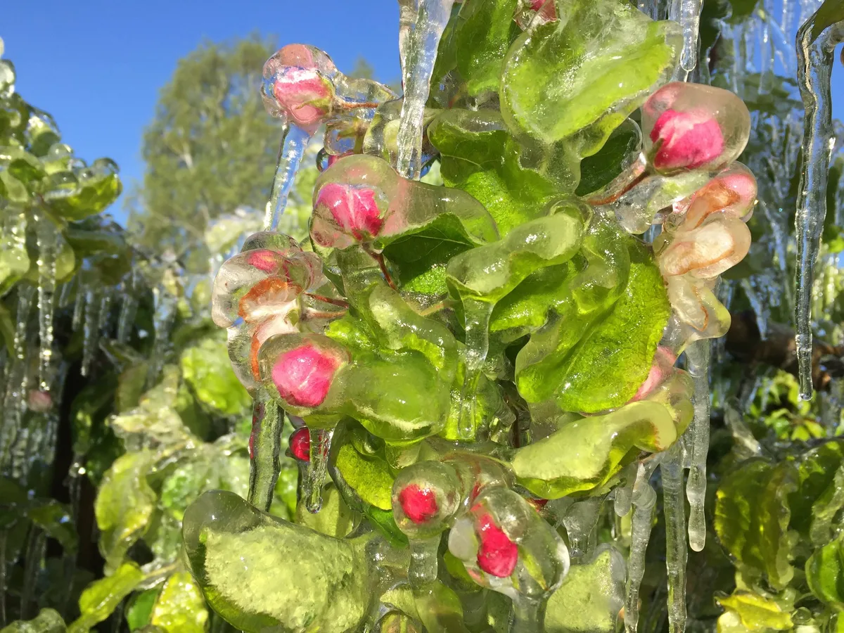 Frostschutzberegnung Die Unterkronenberegnung bietet den effektivsten Schutz gegen Frost