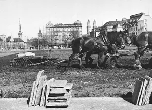 Seit ihrer Einführung sicherte die Kartoffel die Ernährung: Im Zweiten Weltkrieg wurde auf der Bellevue-Wiese städtisches Land für ihren Anbau genutzt.