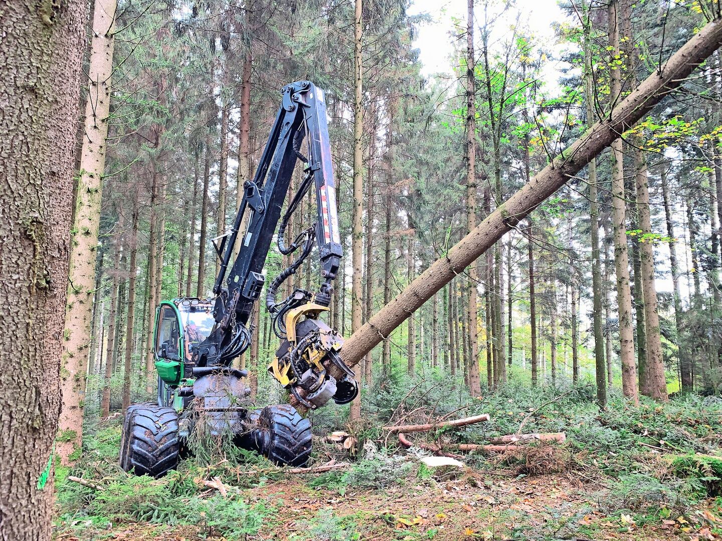 Gute Holznachfrage – mässige Preise