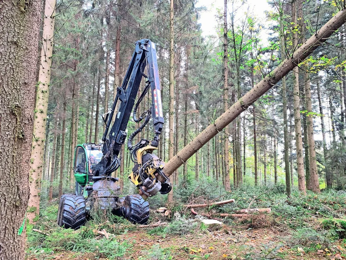 Gute Holznachfrage – mässige Preise
