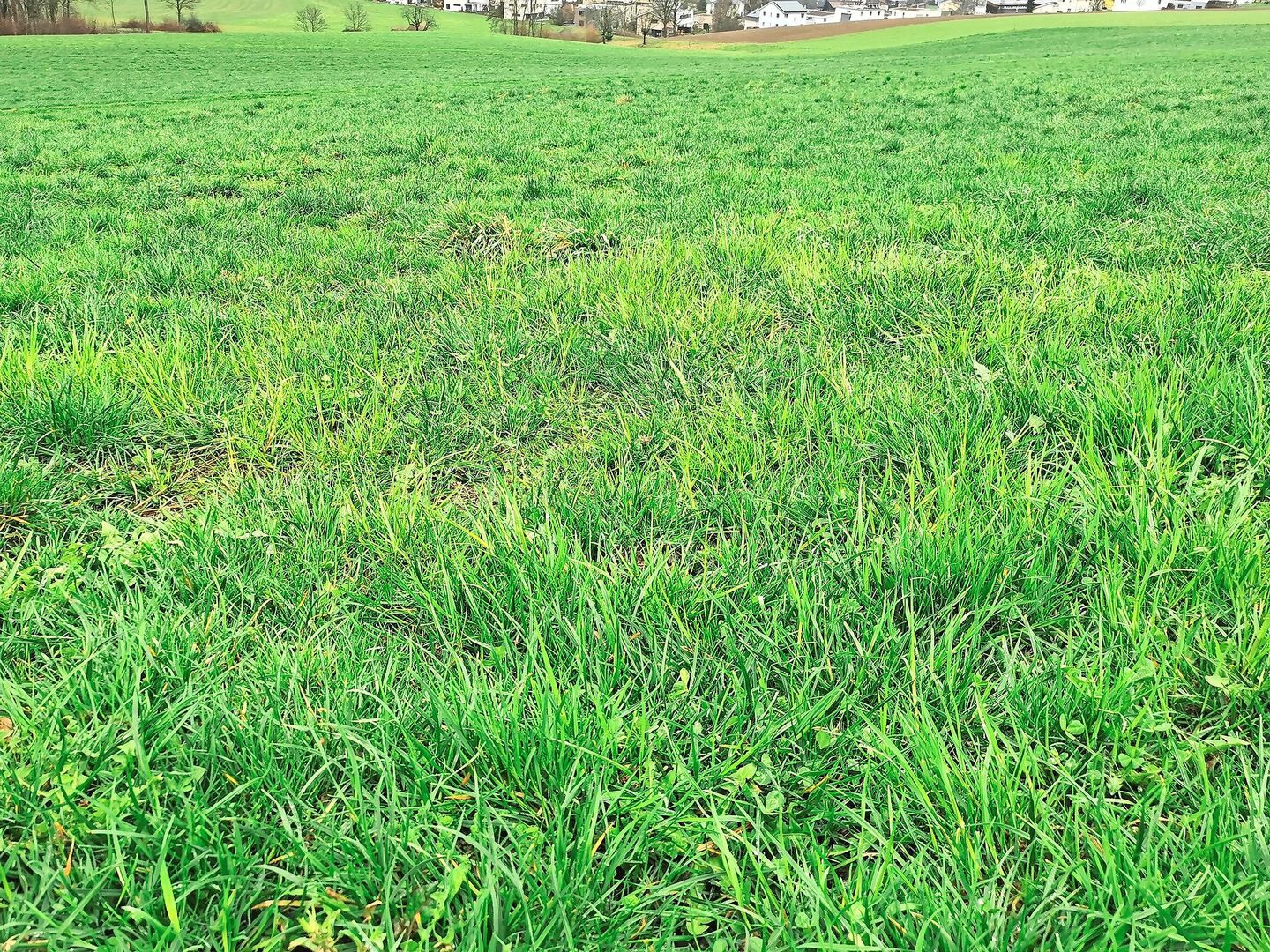 Wiesen mit einem hohen Anteil an Gemeiner Rispe sollten früh geheut, siliert oder bereits jetzt geweidet werden.