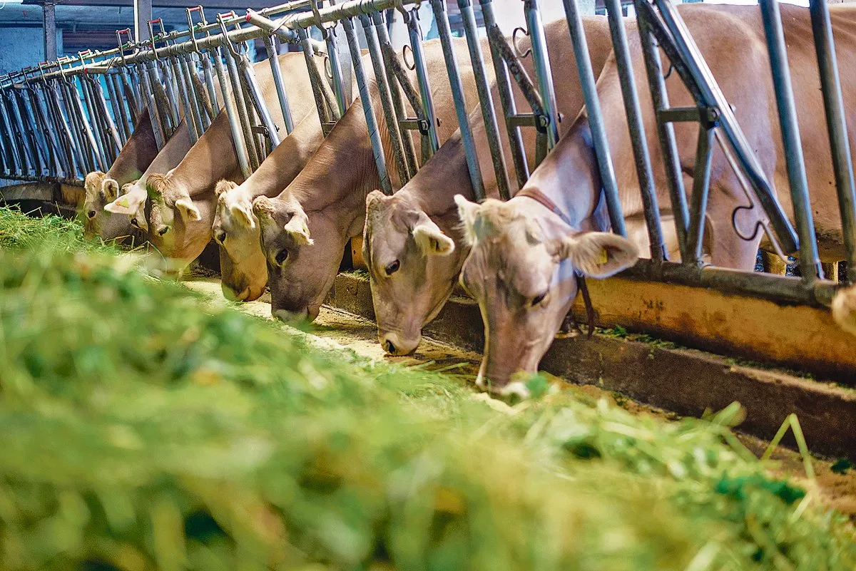 e67e11e461dacca0a4c5c49fa869e5bff70bd767 Schweizer Knospe-Wiederkäuer dürfen in Zukunft nur noch lokal produziertes Futter fressen.(Bild hja)