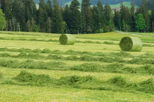 2023 gab es eine grosse Streuung zwischen akzeptabler und schlechter Grassilage-Qualität.