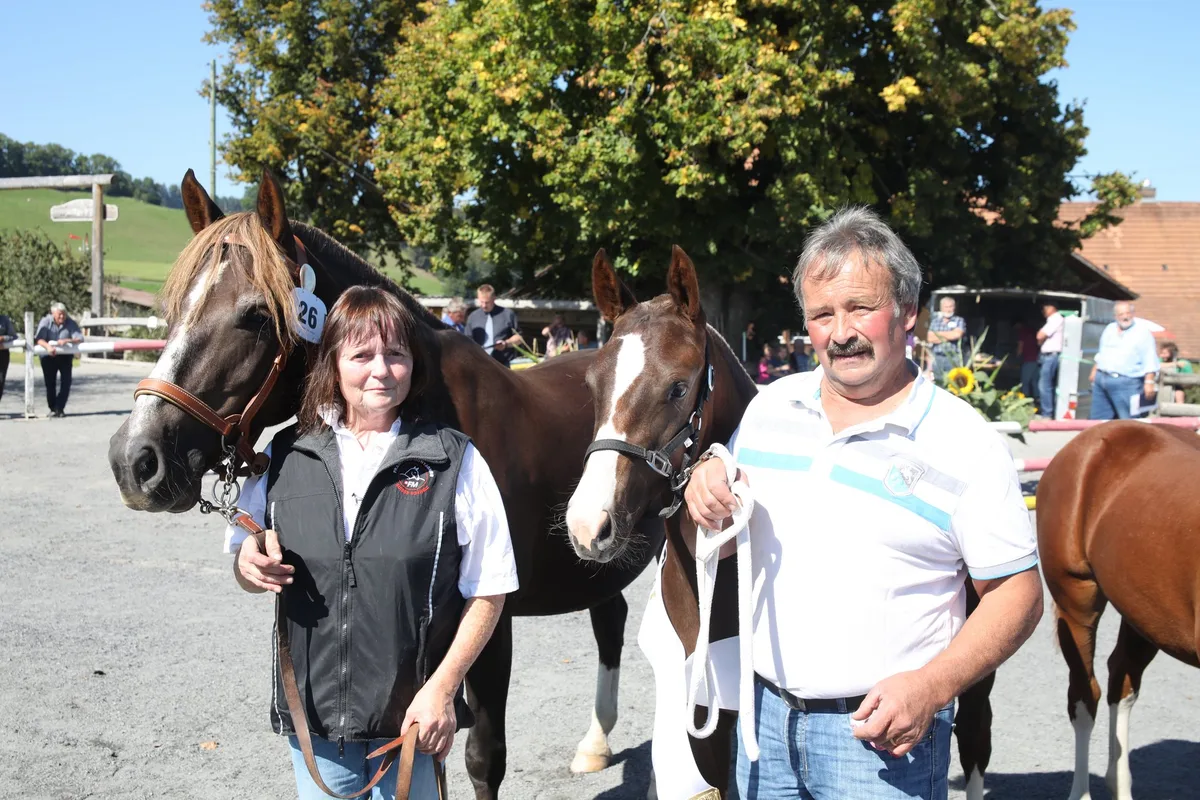 d993b0067c3ce18e1b88148438a8e17a9b809bfa Finja von Hans und Kathrin Wüthrich gewinnt die Fohlenschau im Bernischen Riggisberg und steht nun als Elite-Fohlen anlässlich der Online-Aktion zum Verkauf. (Bild Karin Rohrer)