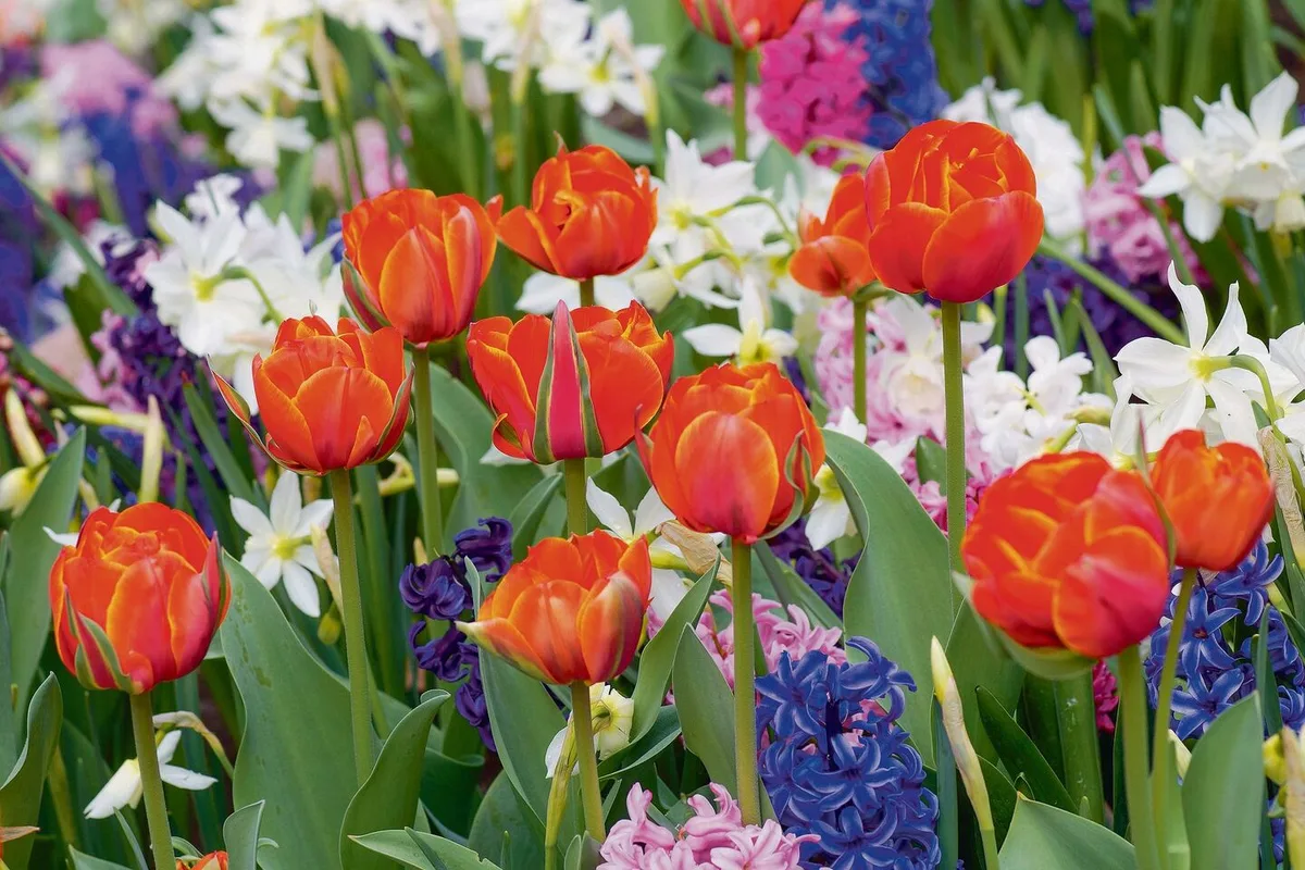 4d833ba8a312a70e801d254da8dd85eaebf7aba458b684755284f5ee82d83f61 Mischpflanzung mit orangen Tulpen, blauen und rosafarbenen Hyazinthen und weissen Narzissen.
