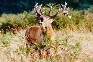 Rothirsche und anderes Schalenwild können die gefährliche Rindertuberkulose (TBC) auf Nutztiere übertragen. Deshalb ist es wichtig, den Kontakt zwischen den Tieren sowie eine Kontamination des Futters zu verhindern. (Bild Pixabay)