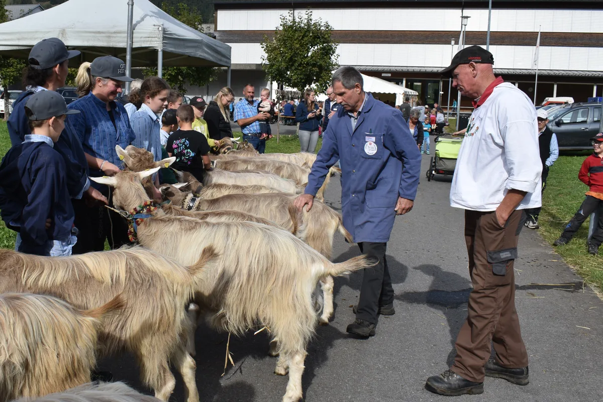 261018 Schwyzer Kleinviehschauen__.JPG Zusammen mit Pius Diethelm rangierte Peter Abegg (re.) an der Kleinviehschau Unteriberg die Toggenburger Ziegen. Es war der letzte Einsatz des Rothenthurmer Ziegenexperten. Nach 27 Jahren trat er zurück.