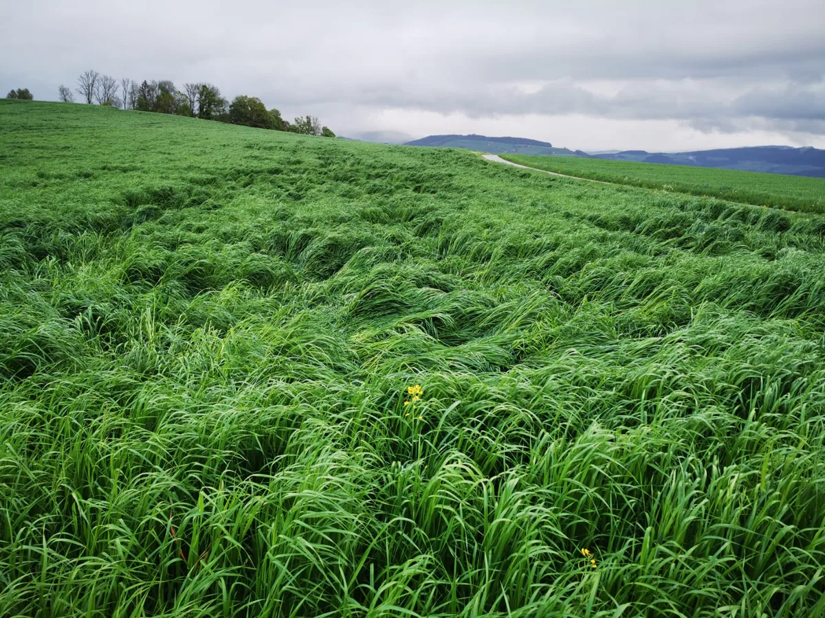 Gras «Auf der Alp ist es mir wohler»: Sehr feuchter Start ins Futterbaujahr