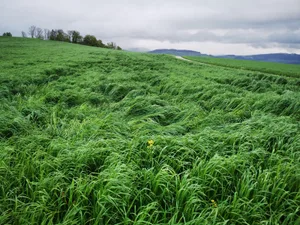 Im Mai wurde das hoch stehende Heugras von den starken Niederschlägen und dem Wind vielerorts niedergelegt.
