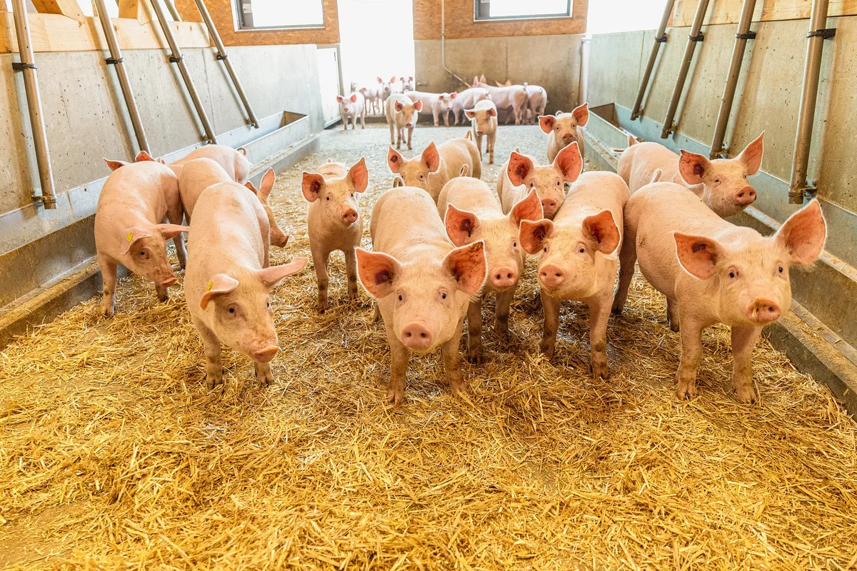 DG_24-09_TH1_Aufmacher Die Schweine in Michael Langs Stall erhalten Trockenfütterung. Das zwingt die Tiere, langsamer zu fressen. Räuberische Schweine haben ausserdem weniger Erfolg, das Futter wegzufressen.