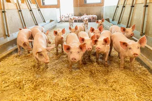 Die Schweine in Michael Langs Stall erhalten Trockenfütterung. Das zwingt die Tiere, langsamer zu fressen. Räuberische Schweine haben ausserdem weniger Erfolg, das Futter wegzufressen.