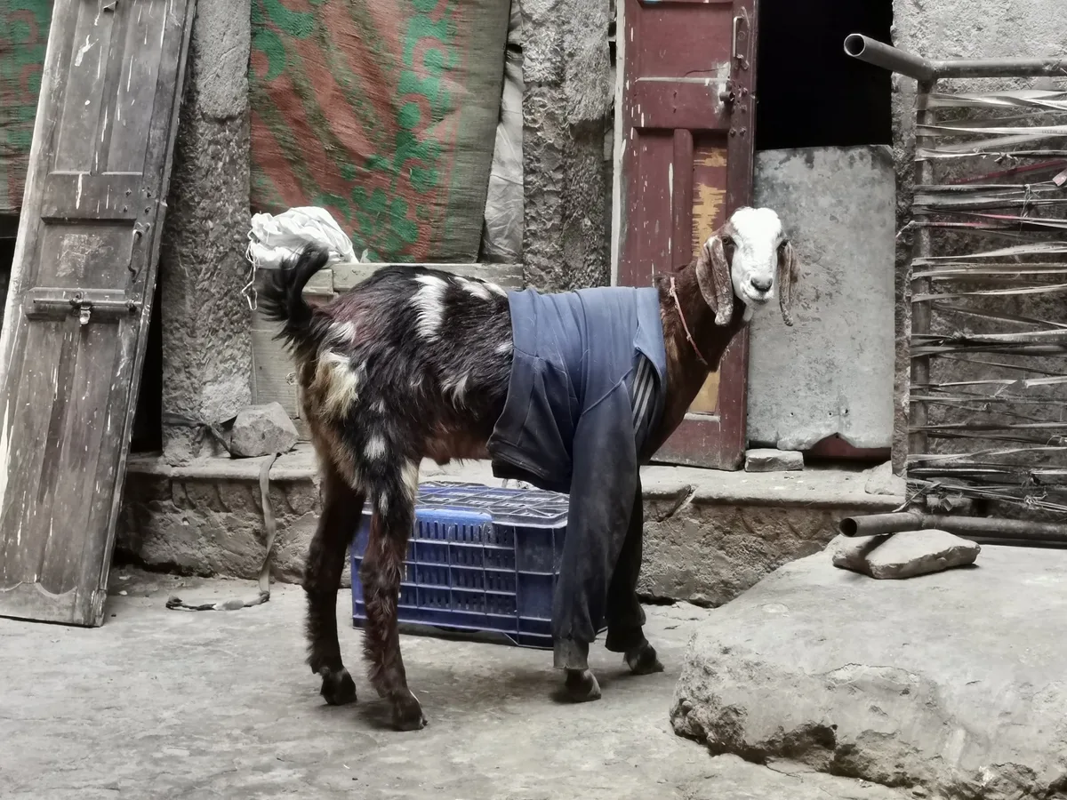 geiss_4 Kleider machen Ziegen: Die Pullover-Geissen von Varanasi
