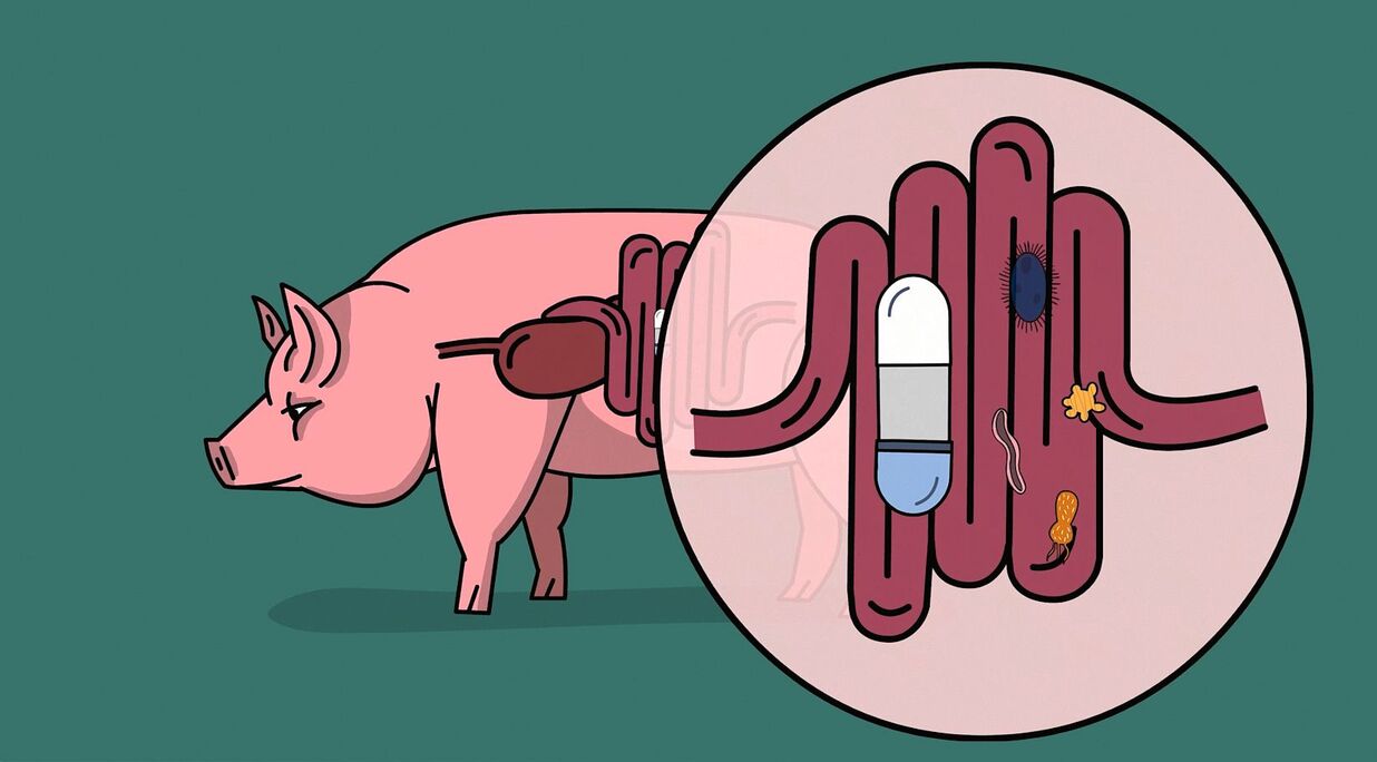Mit CapSa haben die Agroscope-Forschenden eine Pille zur Studie des Darmmikrobioms entwickelt.
