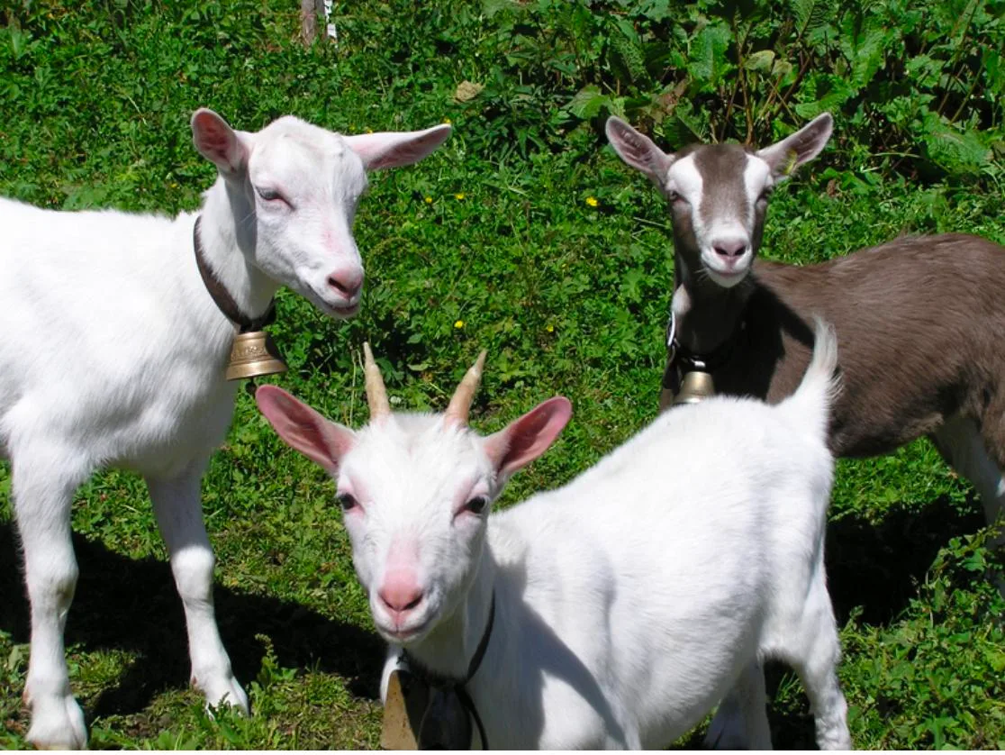 20b4c8989a768c96744eb1348bdbe56e01f68cbf Oft sei die Narkose ungenügend, wenn Tierhalter die Zicklein selbst enthornen. (Bild lid)