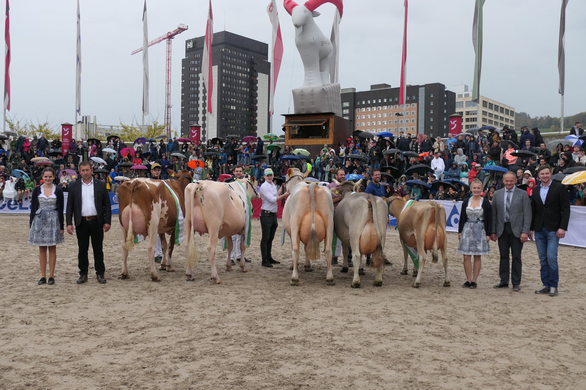Miss Red Holstein und Miss Jersey sind Bündnerinnen