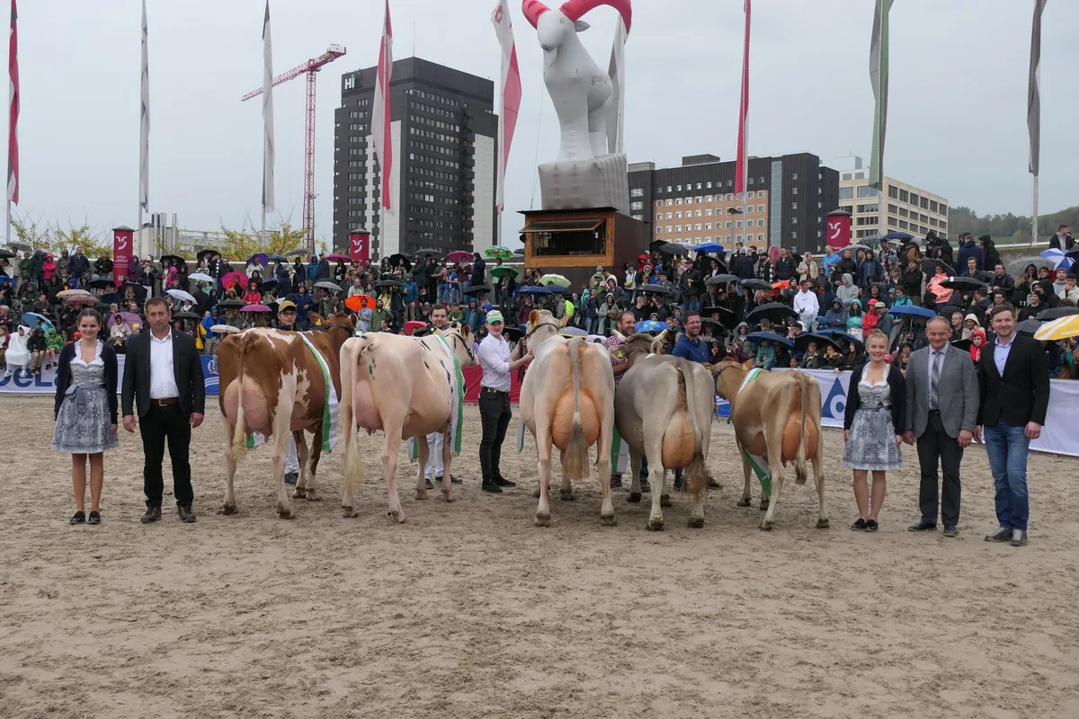 FuenfMissenOlma Miss Red Holstein und Miss Jersey sind Bündnerinnen