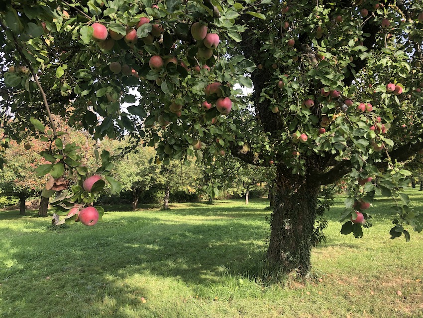 Das Risiko für Obstbaumkrebs ist im Herbst und im Winter besonders hoch