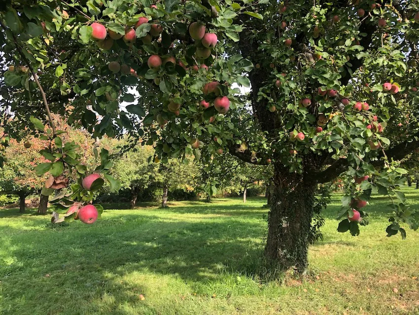 Das Risiko für Obstbaumkrebs ist im Herbst und im Winter besonders hoch