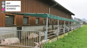 Je nach Betriebstyp umfasst die ASP-Risikoampel maximal 118 Fragen in den Bereichen Sicherung des Betriebs, Sicherung des Stalls und Arbeitsabläufe. (Bild und Logo Suisag)
