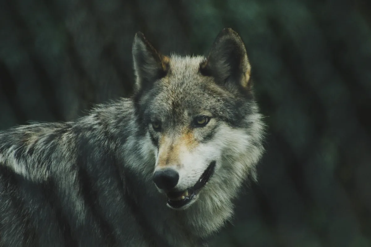 michael-larosa-kr1aer8c_wi-unsplash Walliser Wildhüter verstärken Überwachung