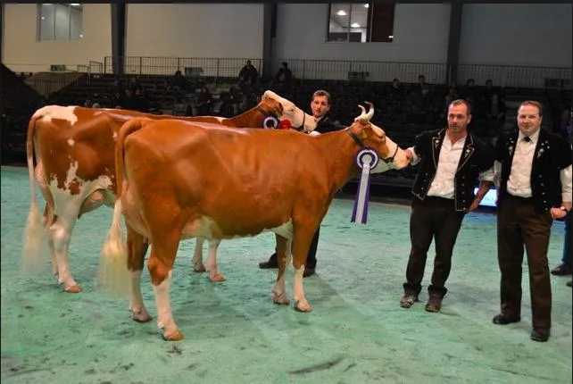 7e37a688a9c4f5639b8a7a3714372c2e4f7bf6f9 Wer wird wohl Swiss Expo Siegerin 2017? (Bild BauZ)