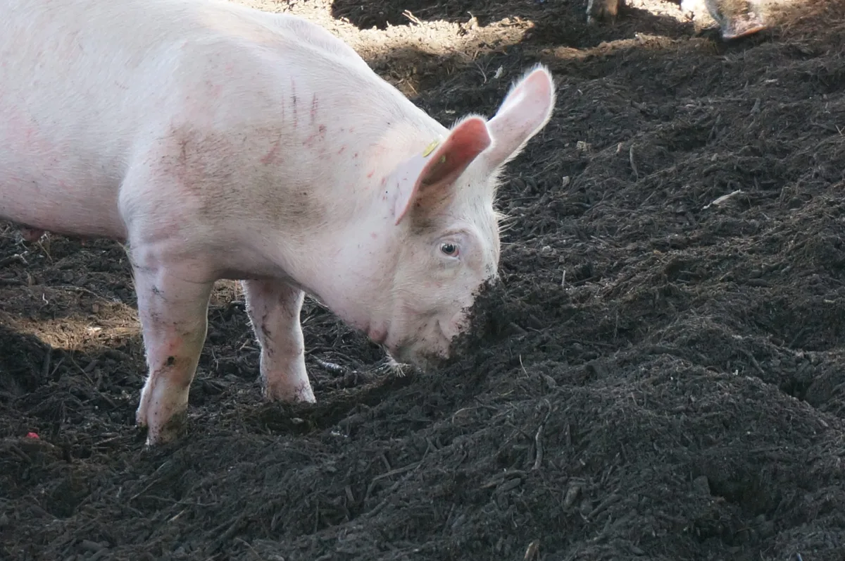 d624cdfa650eaeb64d2bb1a81683be412020e74e Durch ein Wühlareal im Auslauf können Schweine arteigenes Verhalten zeigen. In der Umsetzung hält das Wühlareal allerdings Herausforderungen bereit. (Bild FiBL)